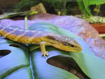 Eastern Bluetongue Lizards - Amazing Amazon